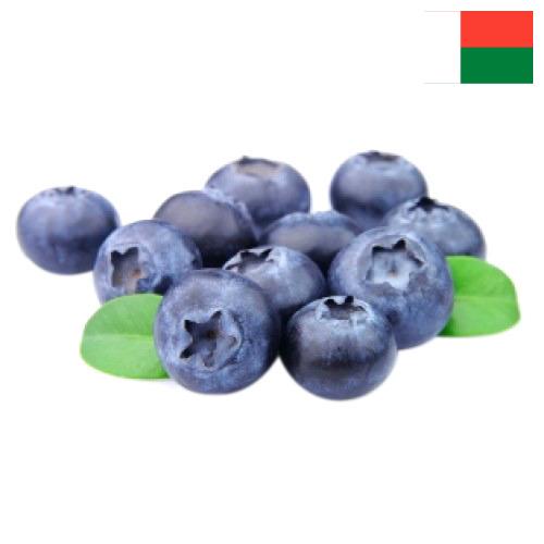 Голубика из Мадагаскара