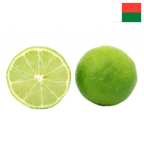 лайм из Мадагаскара