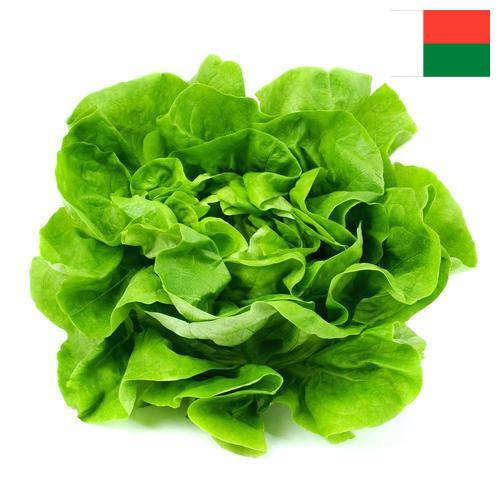 салат из Мадагаскара