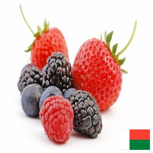 Ягоды из Мадагаскара