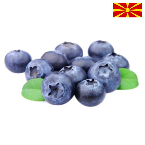 Голубика из Македонии