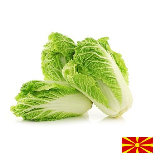 Капуста китайская из Македонии
