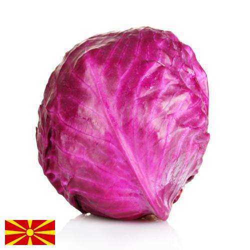 Капуста краснокочанная из Македонии