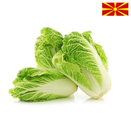 капуста пекинская из Македонии