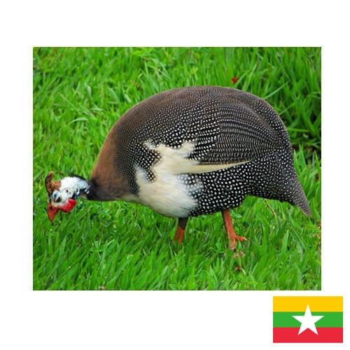 птица из Мьянмы