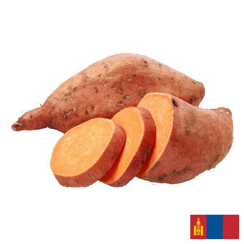 батат из Монголии
