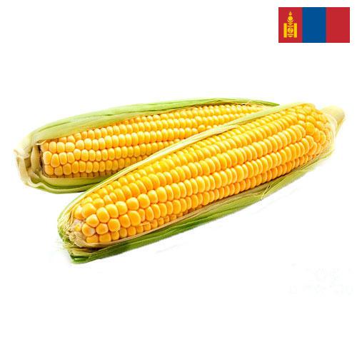 Кукуруза из Монголии