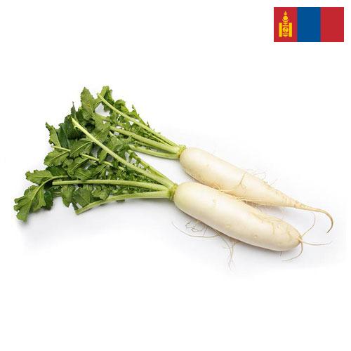 Редька из Монголии