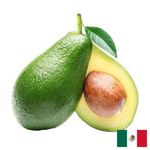 Авокадо из Мексики
