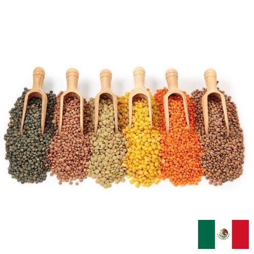 Бобовые культуры из Мексики