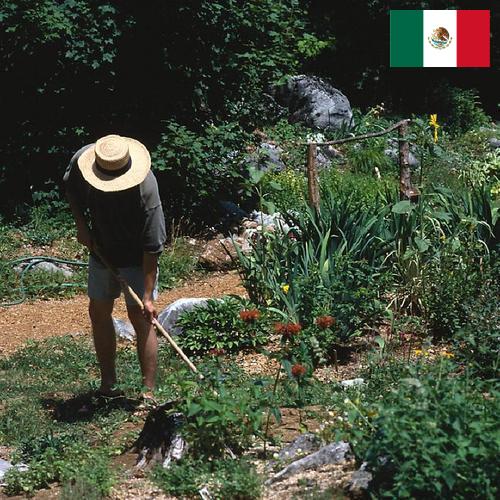 Цветы садовые из Мексики