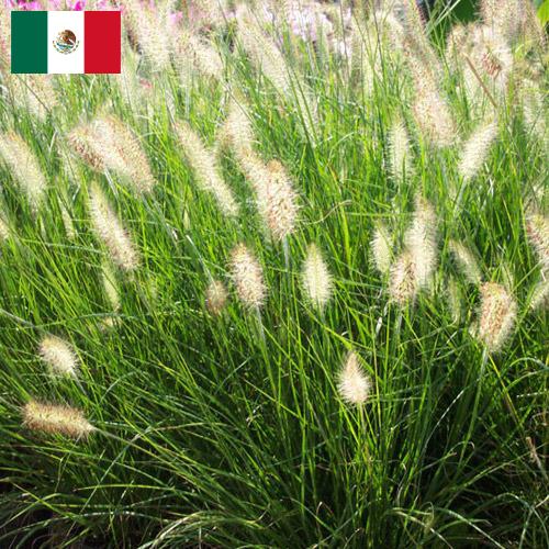 Декоративные травы из Мексики