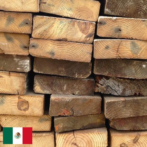 дерево из Мексики