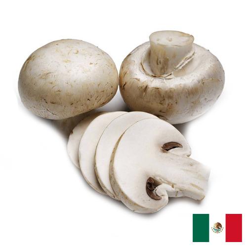 Грибок из Мексики