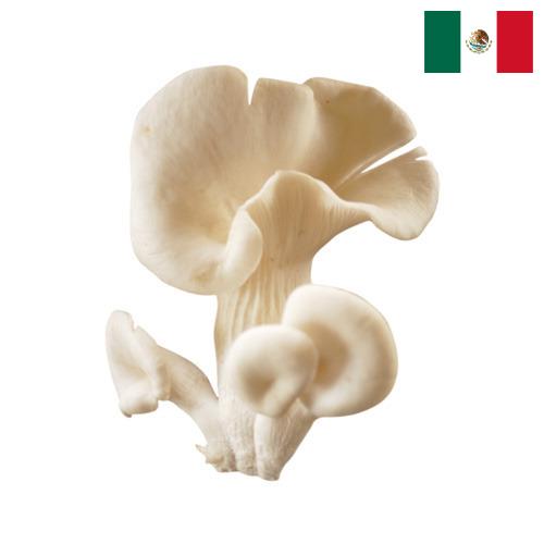 грибы вешенки из Мексики