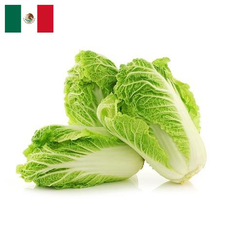 капуста пекинская из Мексики