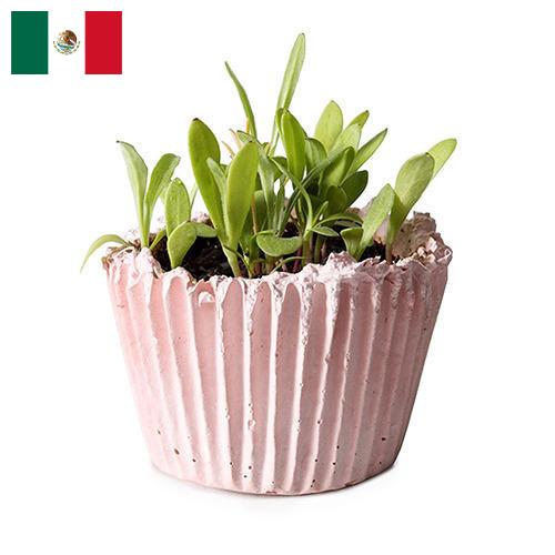 Кашпо из Мексики