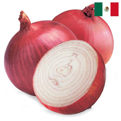 Лук красный из Мексики