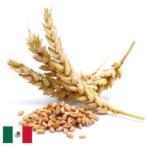 Пшеница из Мексики