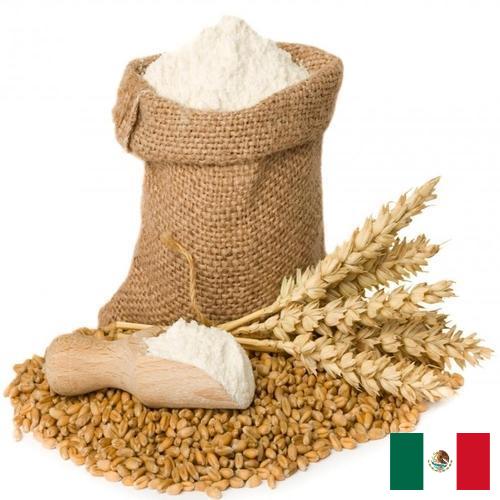 Пшеничная мука из Мексики