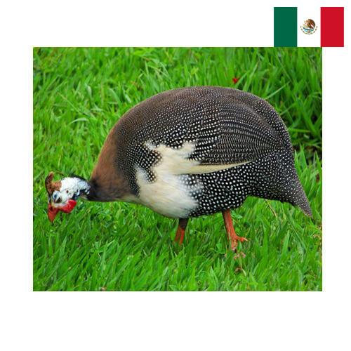 птица из Мексики