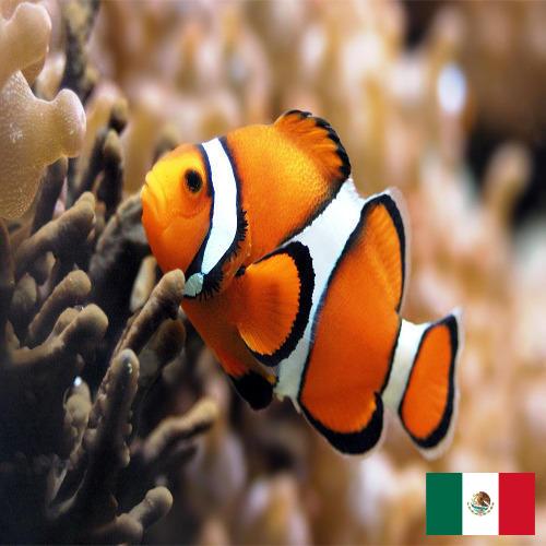 рыба из Мексики