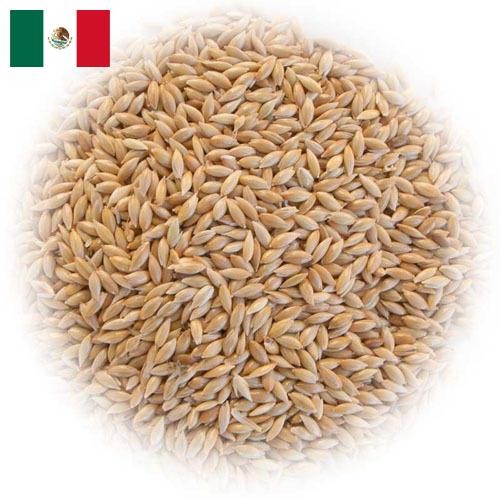 семена трав из Мексики