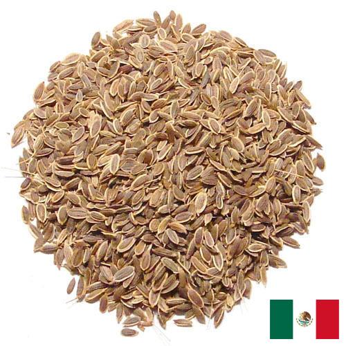 Семена укропа из Мексики