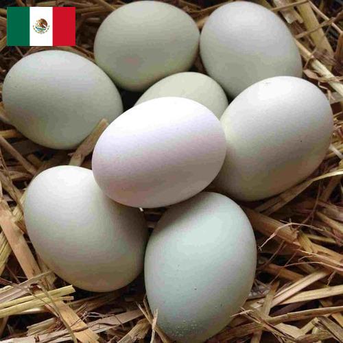 субпродукты птицы из Мексики