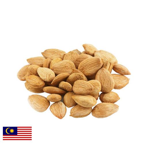 Абрикосовые косточки из Малайзии