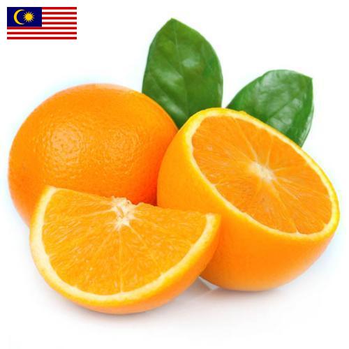 апельсины свежие из Малайзии