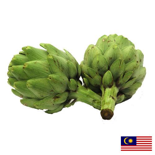 артишок из Малайзии