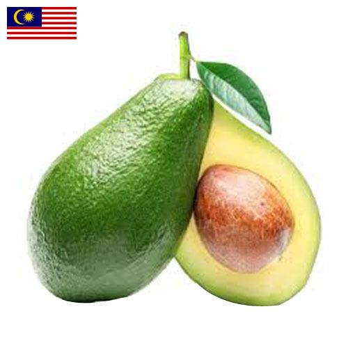 Авокадо из Малайзии