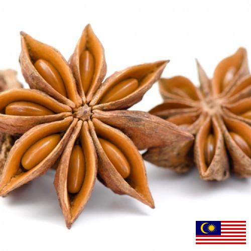 Бадьян из Малайзии