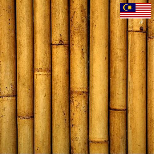 Бамбук из Малайзии