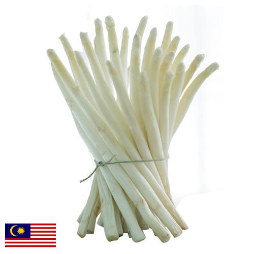 белая спаржа из Малайзии