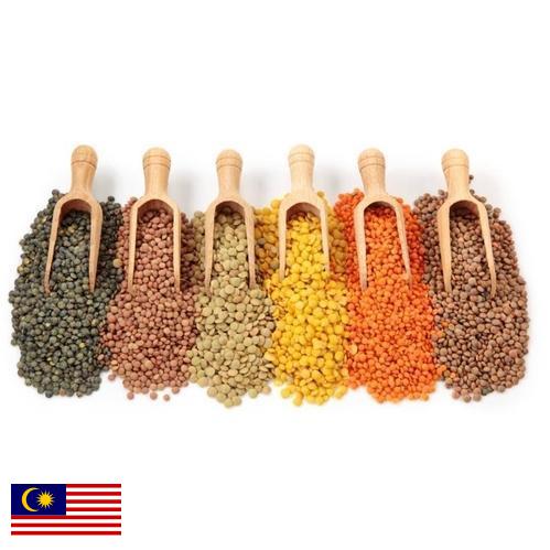 Бобовые культуры из Малайзии