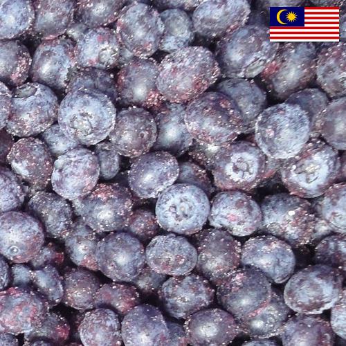 черника замороженная из Малайзии