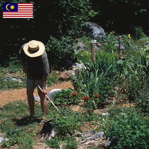 Цветы садовые из Малайзии