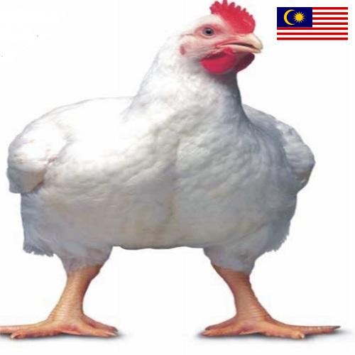 Цыплята-бройлеры из Малайзии