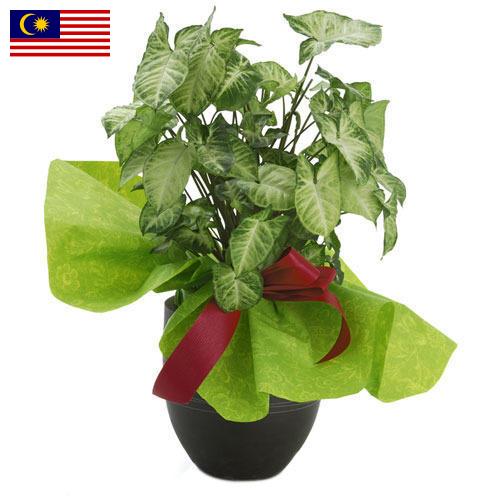 Декоративные растения из Малайзии