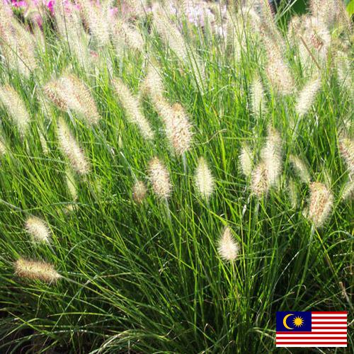 Декоративные травы из Малайзии