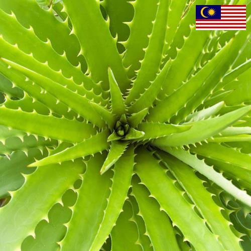 экстракты растений из Малайзии