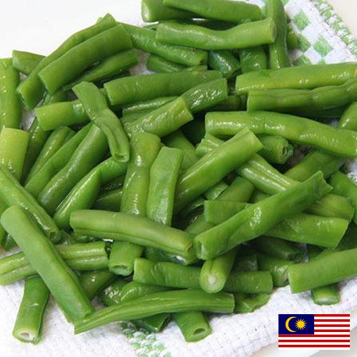 фасоль стручковая из Малайзии