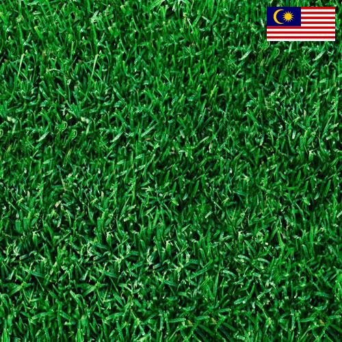 Газонная трава из Малайзии