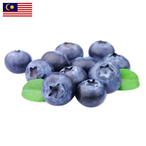 Голубика из Малайзии