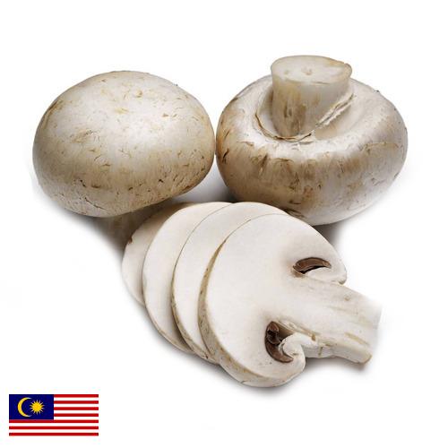 Грибок из Малайзии