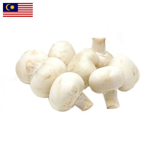 Грибы белые из Малайзии