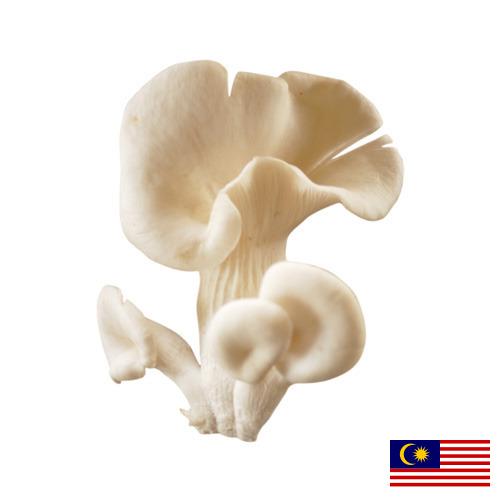 грибы вешенки из Малайзии