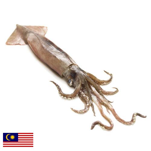 Кальмары из Малайзии